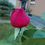 Luisa 3*