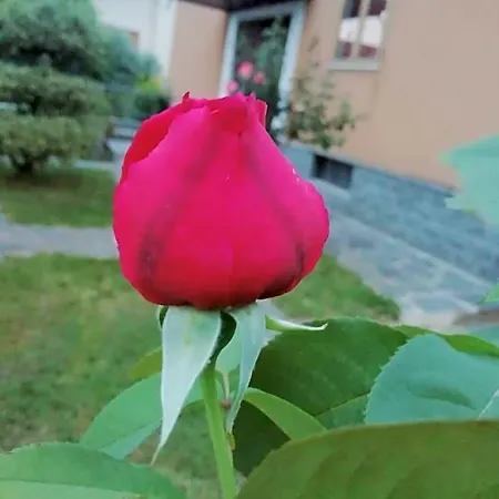 Luisa
