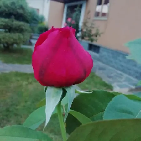 Luisa *