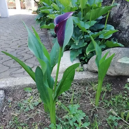 Luisa Oda ve Kahvaltı