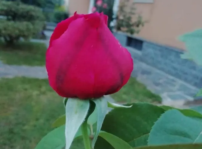 Luisa 3*